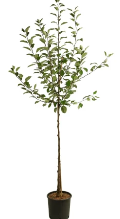 Dehner Sommerapfel 'er James Grieve' Rot