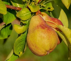 Dehner Obstbäume|Birnen- & Apfelbäume > Sommerbirne 'Clapps Liebling'