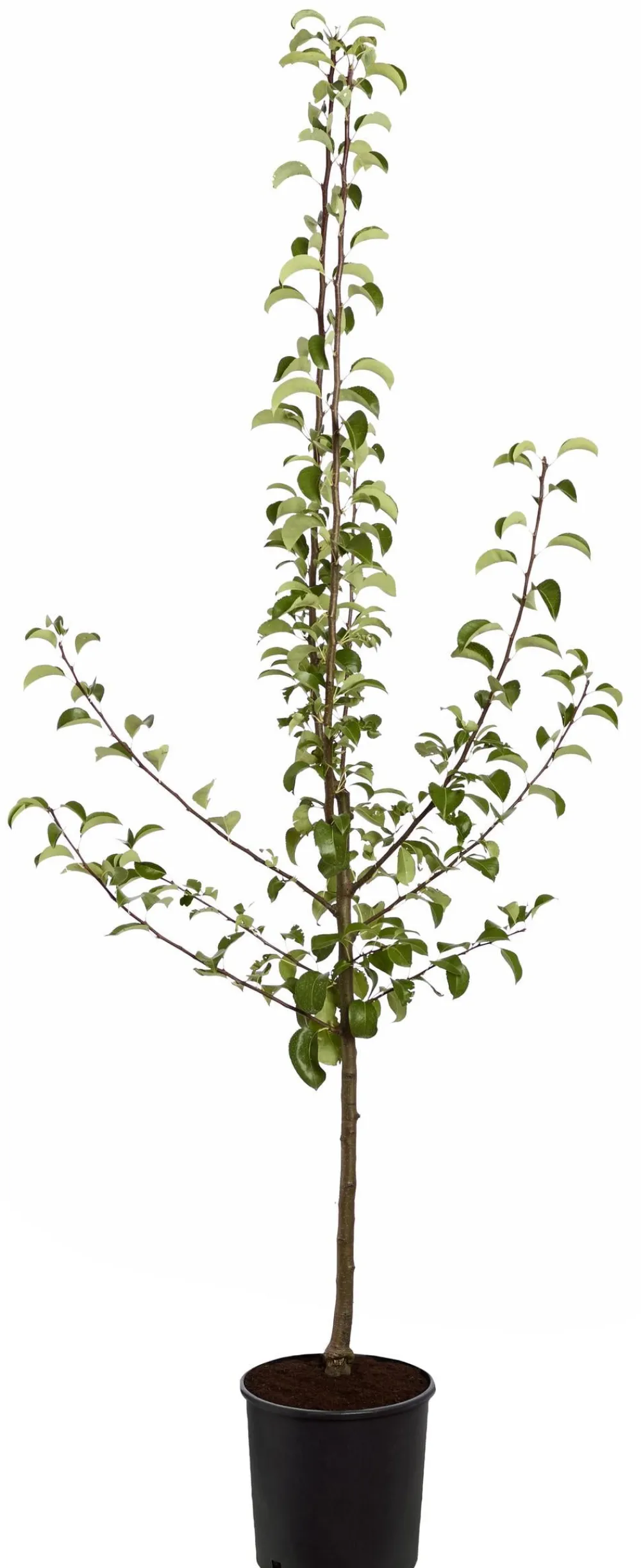 Dehner Obstbäume|Birnen- & Apfelbäume - Sommerbirne 'Gute Luise' Gelb