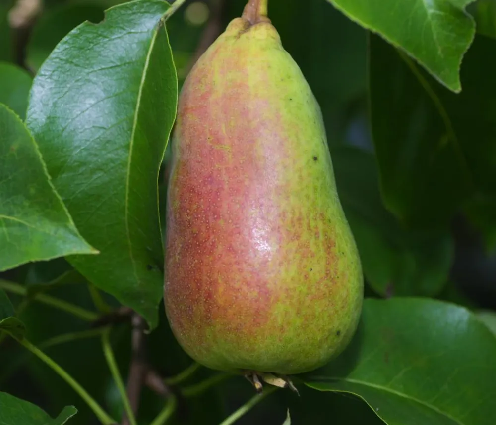 Dehner Obstbäume|Birnen- & Apfelbäume - Sommerbirne 'Gute Luise' Gelb
