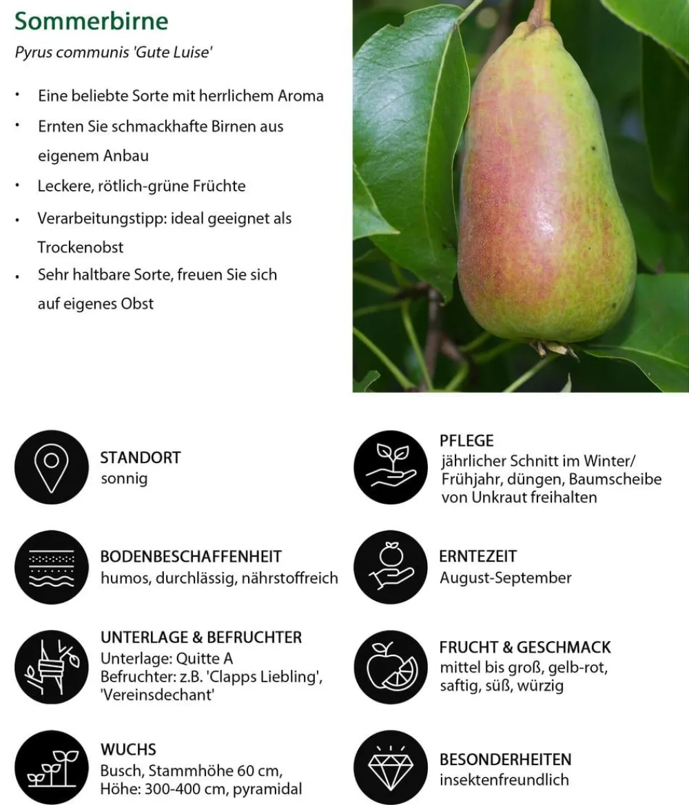 Dehner Obstbäume|Birnen- & Apfelbäume - Sommerbirne 'Gute Luise' Gelb