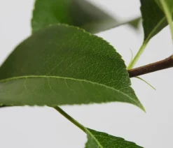 Dehner Obstbäume|Birnen- & Apfelbäume - Sommerbirne 'Gute Luise' Gelb