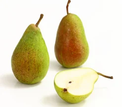 Dehner Obstbäume|Birnen- & Apfelbäume - Sommerbirne 'Gute Luise' Gelb