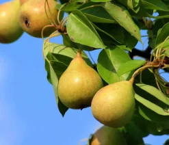 Dehner Obstbäume|Birnen- & Apfelbäume > Sommerbirne 'Williams Christ'