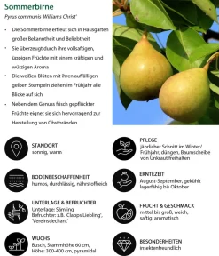 Dehner Obstbäume|Birnen- & Apfelbäume > Sommerbirne 'Williams Christ'