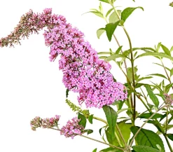 Dehner Sommerflieder Rosa Discount