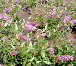 Dehner Sommerflieder Rosa Discount