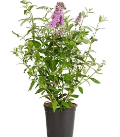 Dehner Sommerflieder Rosa Discount