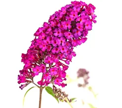 Dehner Laubgehölze|Flieder - Sommerflieder Pink