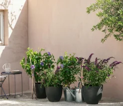 Dehner Sommerflieder, blau Lila Clearance