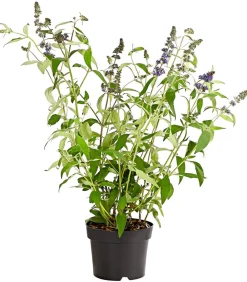 Dehner Sommerflieder, blau Lila Clearance