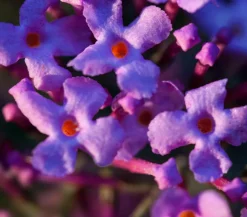 Dehner Sommerflieder, blau Lila Clearance