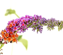 Dehner Sommerflieder 'Flower Power' Discount