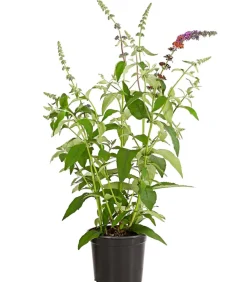 Dehner Sommerflieder 'Flower Power' Discount