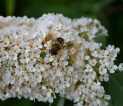Dehner Sommerflieder, verschiedene Sorten Weiß