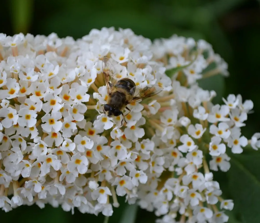 Dehner Sommerflieder, verschiedene Sorten Weiß