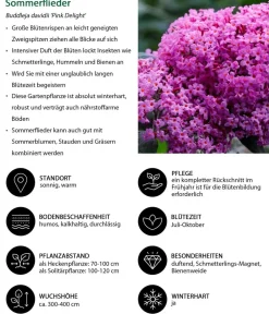 Dehner Sommerflieder, verschiedene Sorten Rosa Online