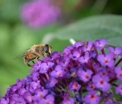 Dehner Laubgehölze|Flieder - Sommerflieder, verschiedene Sorten Blau