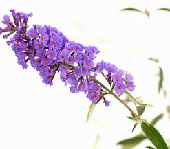 Dehner Laubgehölze|Flieder - Sommerflieder, verschiedene Sorten Blau