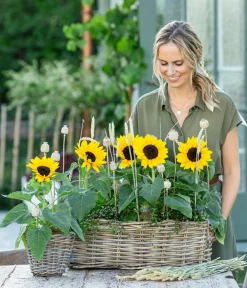 Dehner Sommerblumen > Sonnenblume