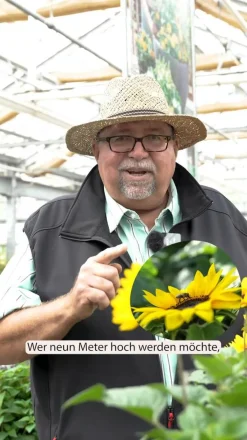 Dehner Sommerblumen > Sonnenblume