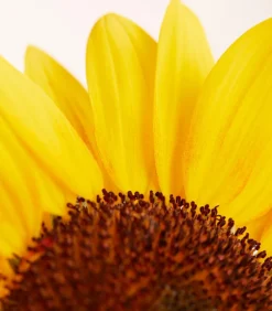 Dehner Sommerblumen > Sonnenblume