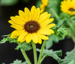 Dehner Sonnenblume 'Sunfinity' Gelb Sale