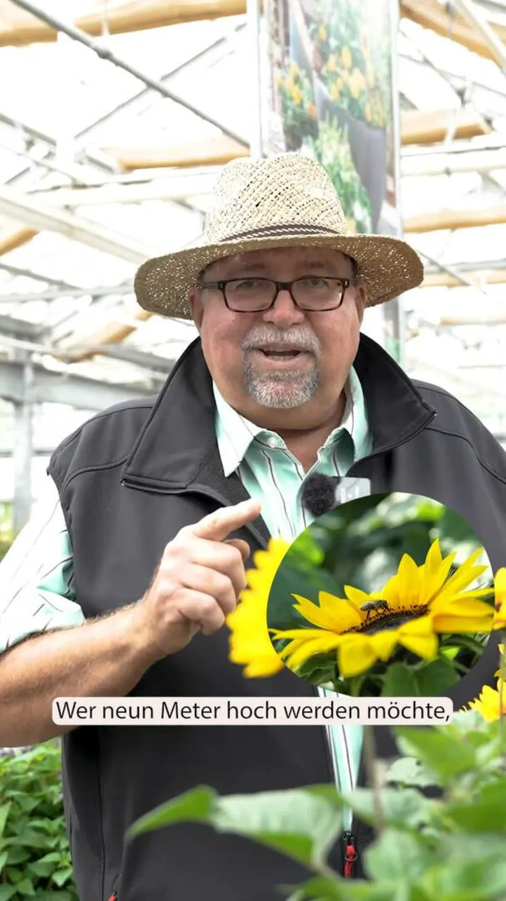 Dehner Sonnenblume 'Sunfinity' Gelb Sale