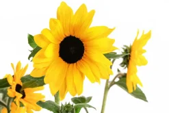 Dehner Sonnenblume 'Sunfinity' Gelb Sale