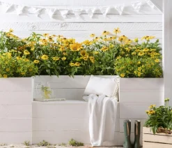 Dehner Sommerstauden > Sonnenhut 'Goldsturm'