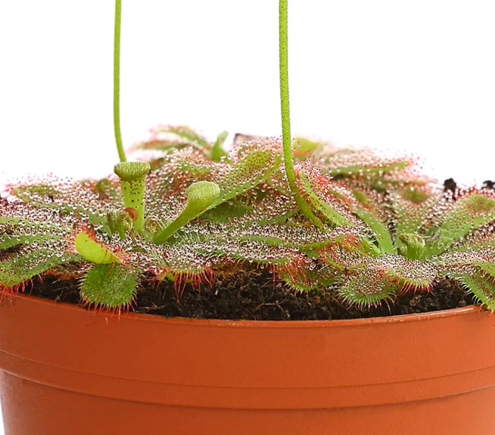 Dehner Sonnentau - Drosera aliciae Hellgrün Sale