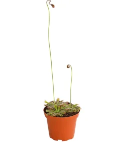 Dehner Sonnentau - Drosera aliciae Hellgrün Sale