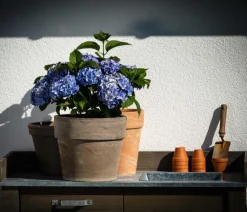 Spang Blumentöpfe & Übertöpfe - Terrakotta-Pflanzgefäß Calima Braun