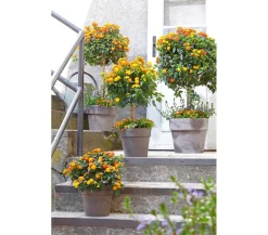 Spang Terrakotta-Pflanzgefäß Calima Braun Online