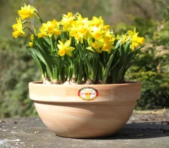 Spang Blumenampeln & -Schalen > -Schale Levy, rund, hell marmoriert
