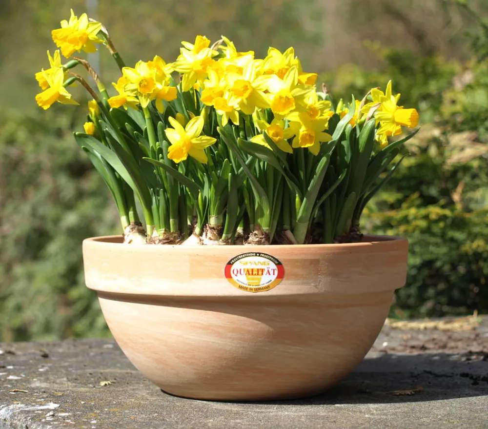 Spang Blumenampeln & -Schalen > -Schale Levy, rund, hell marmoriert