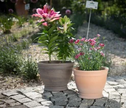Spang Blumentöpfe & Übertöpfe - -Topf Gallicus, rund Terrakotta