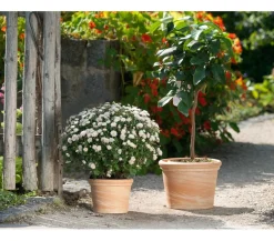 Spang Blumentöpfe & Übertöpfe > -Topf Toscana, rund,