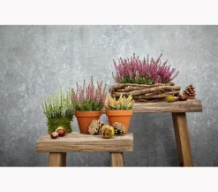 Spang -Topf Vaso, rund Terrakotta Discount