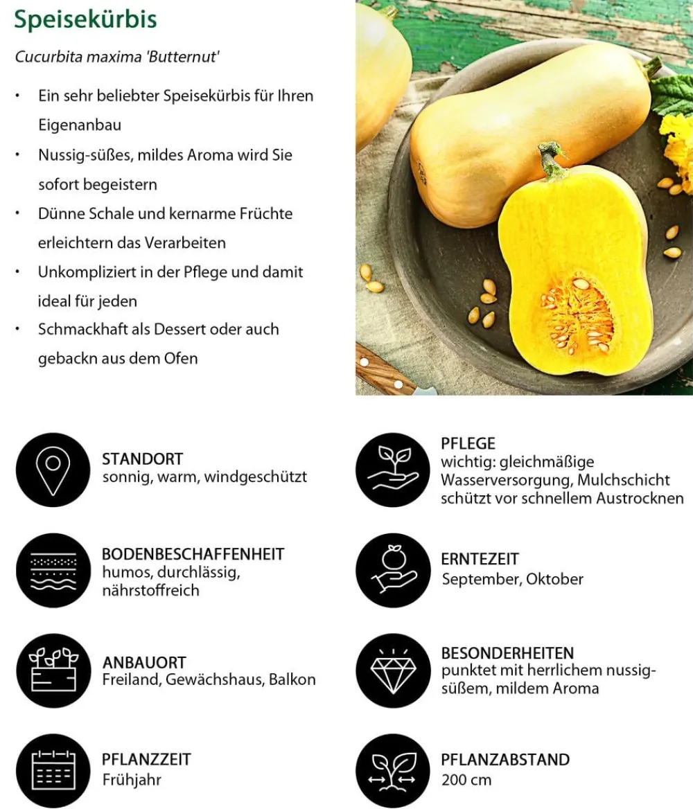 Dehner Gartengemüse|Melonen- & Kürbispflanzen > Speisekürbis 'Butternut'