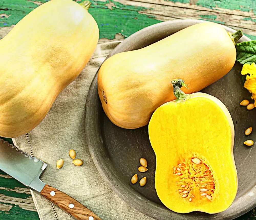 Dehner Gartengemüse|Melonen- & Kürbispflanzen > Speisekürbis 'Butternut'