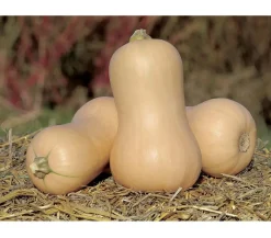 Dehner Gartengemüse|Melonen- & Kürbispflanzen > Speisekürbis 'Butternut'
