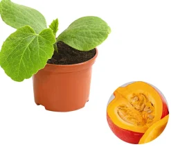 Dehner Gartengemüse|Melonen- & Kürbispflanzen > Speisekürbis 'Hokkaido'
