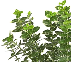 Dehner Laubgehölze > Spindelstrauch 'Emerald Gaiety'