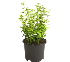 Dehner Laubgehölze > Spindelstrauch 'Emerald'n Gold'