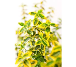 Dehner Laubgehölze > Spindelstrauch 'Emerald'n Gold'