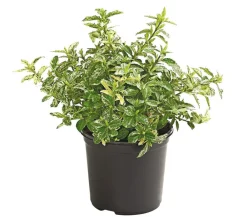 Dehner Spindelstrauch 'Harlequin'