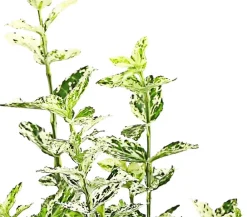 Dehner Spindelstrauch 'Harlequin'