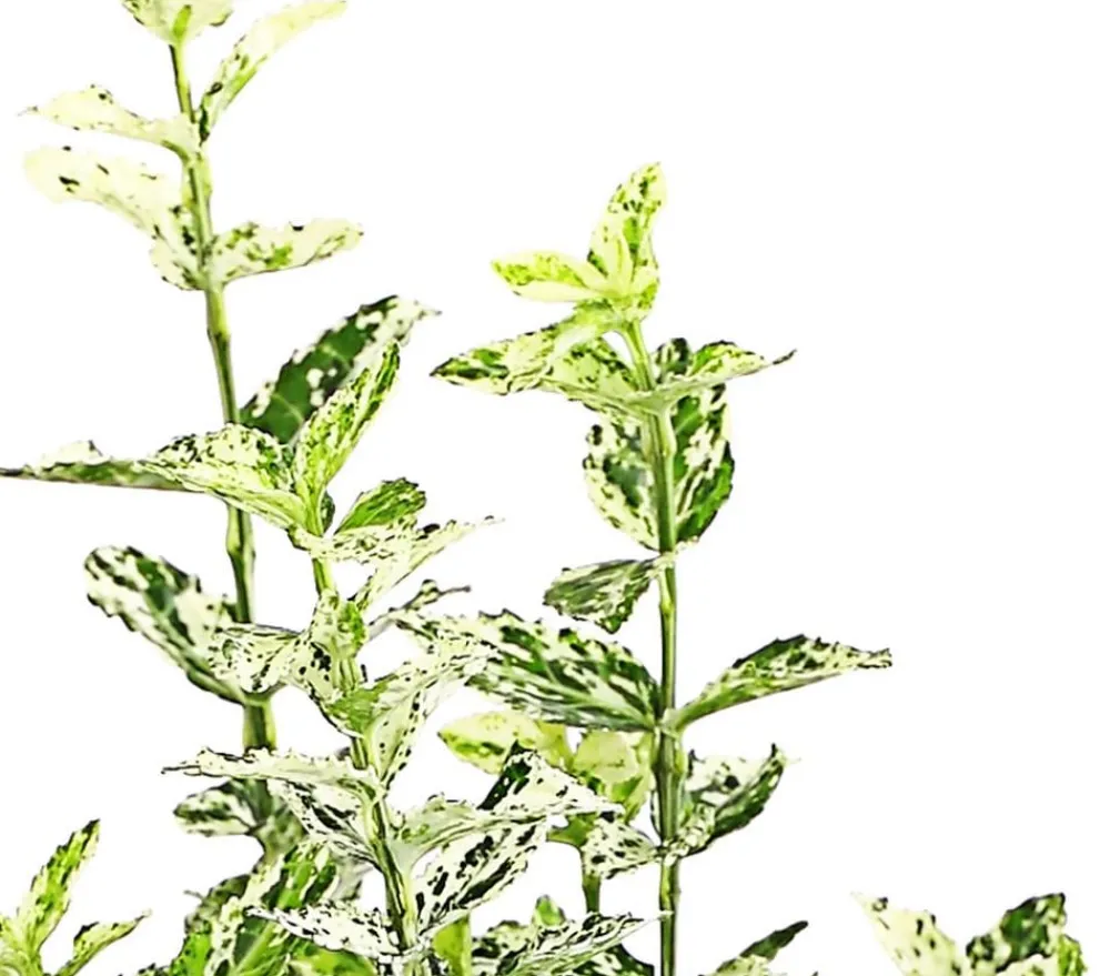 Dehner Spindelstrauch 'Harlequin'