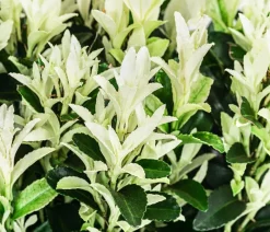 Dehner Spindelstrauch 'Paloma Blanca' Discount